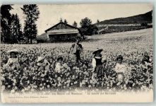 1833 Les Avants 1907 Gebrauchsspuren Kinder im Narzissenfeld