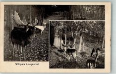 4900 Langenthal 1948 Foto AK Wildpark Hirsche
