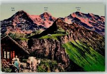 Männlichen - Bauernhaus Kühe