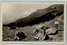 6083 Hasliberg Hohfluh - Balisalp mit Giebel Kuhherde