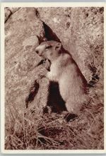 9000 St. Gallen S. Gallo - Murmeltier