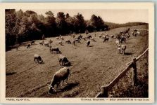 8307 Oberkempttal Effretikon - Maggi Erstklass Braunvieh