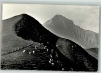 3715 Adelboden BE Foto AK Alpweide