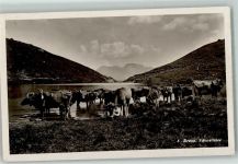 7050 Arosa - Schwellisee Kuhherde