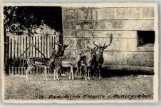 8200 Schaffhausen Sciaffusa - Damhirsch Kolonie Munotgraben