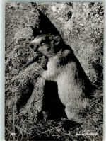 Verlag u. Fotograf Hans Steiner Murmeltier Motiv Schweiz Foto AK