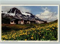 Dotterblumen Engadin