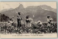 1833 Les Avants Gebrauchsspuren Kinder im Narzissenfeld