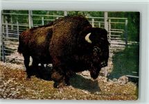 Basel Bâle Zoologischer Garten Bison Zoo