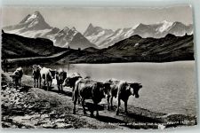 Bachalpsee - Kühe Schreckhorn