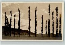 8800 Thalwil Foto AK Ort lt. Fotograf Baumgruppe