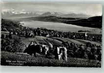 5705 Hallwil Foto AK Eichberg Kühe See