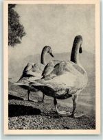 9042 Speicher - Schwäne Werbekarte Gasthaus Linde Kino Ort lt. Recherche