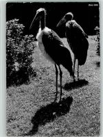 Zürich Zoologischer Garten Marabu Zoo