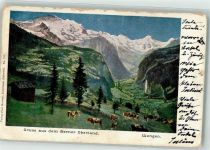 3823 Wengen 1903 - Berner Oberland Kühe