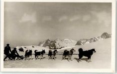 Mönch BE - Polarhunde am Mönchjoch Wetterhorn Schreckhorn