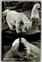 Basel Bâle Photoglob Wehrli Zoologischer Garten Eisbären g 5633 Zoo Foto AK