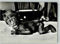 Basel Bâle Goma das Gorillakind Zoo