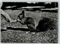 7050 Arosa - Eichhörnchen