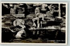 Basel Bâle Eisbären AK Zoo 1937 Foto AK