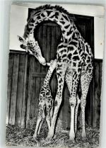 Basel Bâle Giraffe mit Fohlen Zoo Foto AK