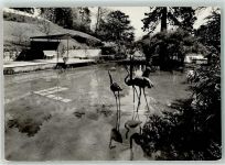 8000 Zürich - I. Schw. Gartenbauausstellung 1959 Flamingoteich