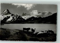 3818 Grindelwald - Bachsee am Faulhorn weidende Kühe