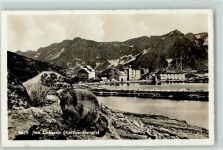 St Gotthard - Hospiz Murmeltiere