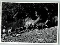 8374 Dussnang 1957 Foto AK Hirschpark Wildtiere