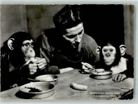 Basel Bâle Schimpansen-z` Vieri Zoo