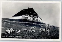 Chasseral - Hotel Chasseral Kühe