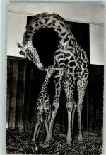 Basel Bâle Giraffe mit Fohlen Verlag Wehrli Nr.778 Zoo Foto AK