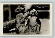 Basel Bâle Zoologischer Garten Javaner Affen Zoo