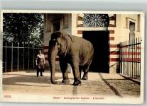 Basel Bâle Elefant Zoo 1906 Gebrauchsspuren