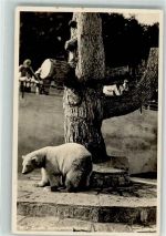 Zürich Zoologischer Garten Eisbär Zoo Foto AK