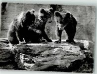 Zürich Junge Braunbären Zoo