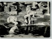Basel Bâle Eisbären Zoo
