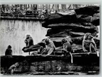 Zürich Zoologeischer Garten Mantelpaviane Zoo