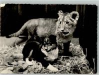 Tierfreundschaft Junger Löwe u. Hund Zoo Gebrauchsspuren