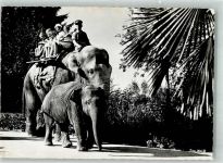 Zürich Elefantenreiten Zoo
