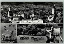 5000 Aarau Foto AK Wildpark Roggenhausen Steinbock Hirsch