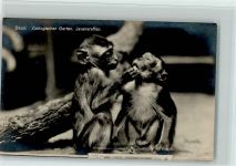 Basel Bâle Zoologischer Garten Javaneraffen Zoo