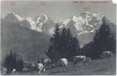 um 1910/20 - Mürren, Kanton Bern, Schweiz, Grütschalp, Kühe, Bergmassiv,Photoglob AKU1