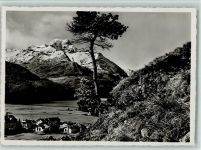 Piz da la Margna - Piz la Margna Silsersee Baum