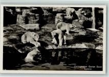 Basel Bâle Zoologischer Garten Eisbären Zoo