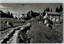 3825 Mürren - Im Wintertal Gspaltenhorn Büttlassen Brünli Weidende Kühe