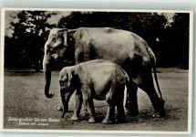 Elefant mit Jungem Photoglob-Wehrli 7060 Zoo 1935 Foto AK