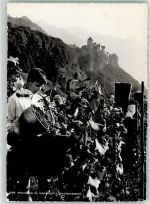9490 Vaduz Foto AK Weinlese Schloss