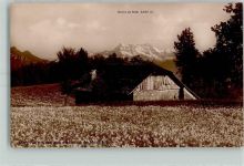 1820 Montreux - Narcisses aux environs de Montreux Dents du Midi