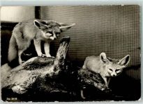 Zürich Zoologischer Garten Fennek Wüstenfuchs Zoo